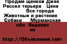 Продам щенков Джек Рассел терьера › Цена ­ 25 000 - Все города Животные и растения » Собаки   . Мурманская обл.,Видяево нп